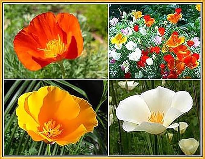 3000 Mixed California Poppy Seeds - State Flower, Golden Orange Poppy, Re-Seeds