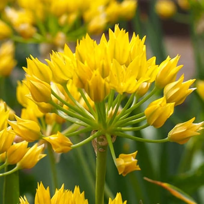 Votaniki Allium Moly Bulbs - Long Lasting Blooms, Allium Moly (Lily Leek) | Golden Yellow Perennial Flowering Bulbs for Summer & Spring Gardens, Easy to Grow (500 Pack)