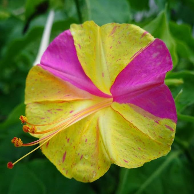 UtopiaSeeds Broken Colors Four O'Clock Seeds - Mirabilis Jalapa - Heat and Drought Tolerant Flowers