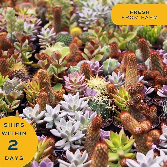 Costa Farms Mini Succulent Live Plants in Decorative Pots, Easy to Maintain Indoor Succulents, Houseplants for Home or Office Decor, House Warming or Party Favors, 2-3.5 Inches Tall, Pack of 48