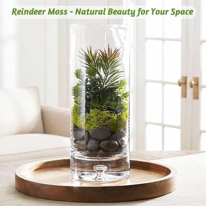 3.5 OZ White Reindeer Moss, Preserved Moss for Plants, Moss Decor, Green Moss for Crafts, Moss for Potted Plants, Craft Decorative Moss Decor, Dried Moss