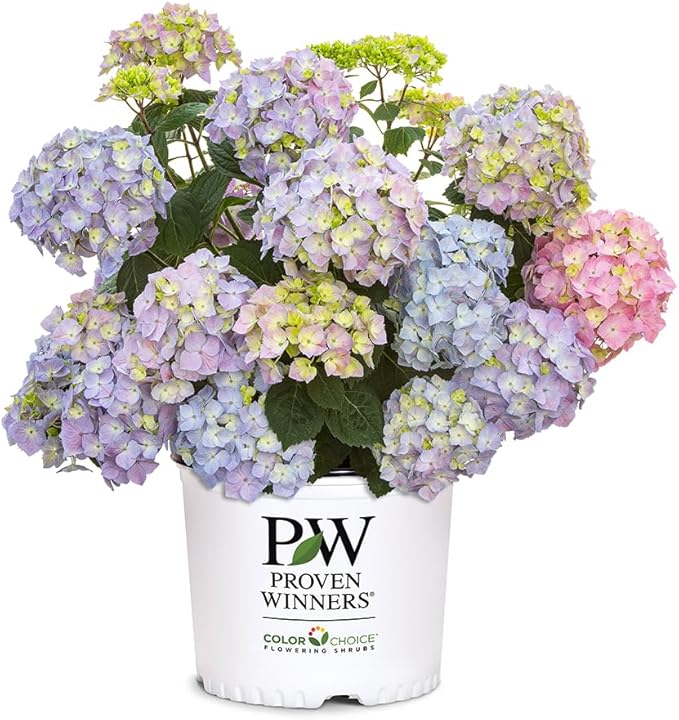 Proven Winners 2 Gal. Let's Dance Skyview Hydrangea Shrub