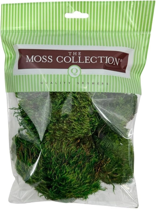 Preserved Mood Moss - Decorative Moss - Dried Moss for Crafts, Home Decor, Art, Design & DIY Projects - for Indoor Use - Natural Green - Small Size