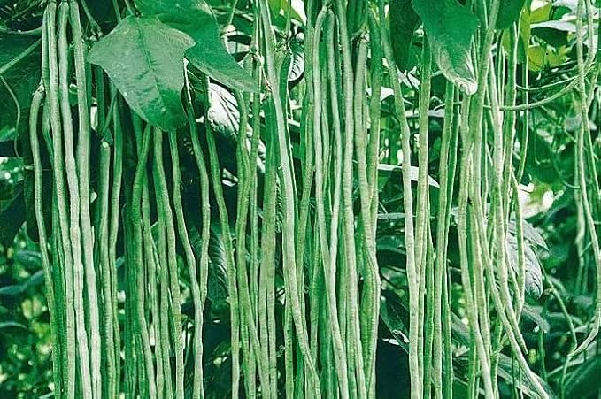 Bundle: Oriental Yard Long Pole Bean Seeds + Shanghai Baby Bok Choy/Pak Choi Seeds for Planting