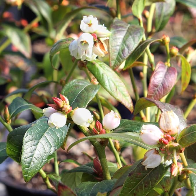 Brussel's Bonsai Live Dwarf Blueberry Bonsai Tree - Small, 4 Years, 6 to 8 Inches Tall - Outdoor Live Bonsai Tree with Ceramic Pot and Bonsai Tray