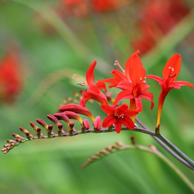 BRECK'S - Summer Flowering Fire King Crososmia Bulbs - Each Offer Includes 12 Dormant Bulbs per Offer