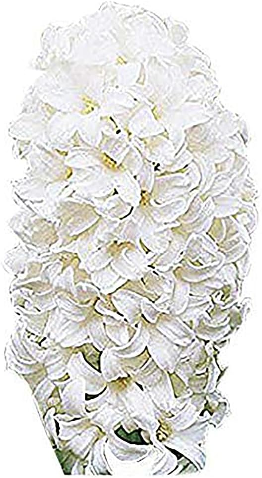10 Snow Drift White Hyacinth Bulbs - 16-17 cm, Elegant White Blooms for Zones 4-10 (Pre-Chilling Required for Zones 8-10)