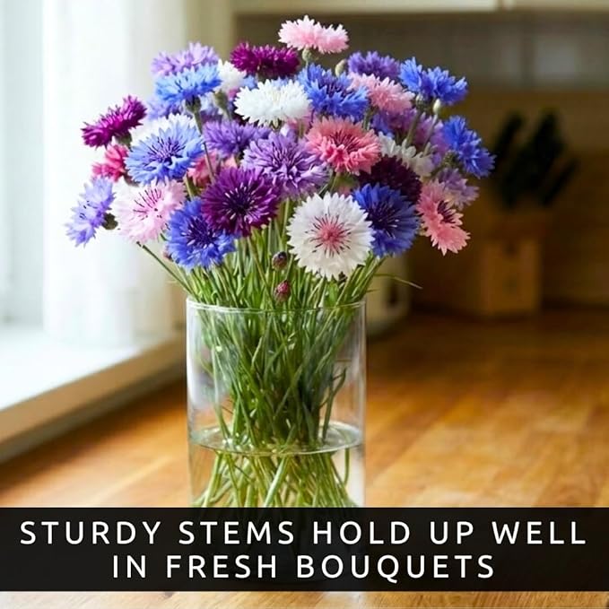 3,200 Mix Colors Bachelor Button Seeds – Heirloom Non-GMO USA Grown Cornflower Seeds – Easy to Grow Vibrant Flowers for Gardens, Bouquets, Pollinators, and Outdoor Landscaping