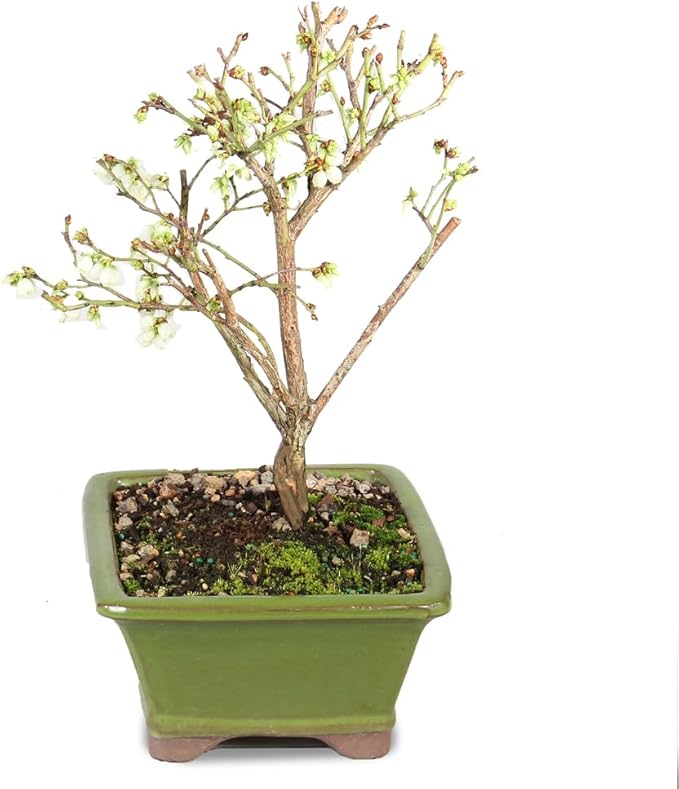 Brussel's Bonsai Live Dwarf Blueberry Bonsai Tree - Small, 4 Years, 6 to 8 Inches Tall - Outdoor Live Bonsai Tree with Ceramic Bonsai Pot