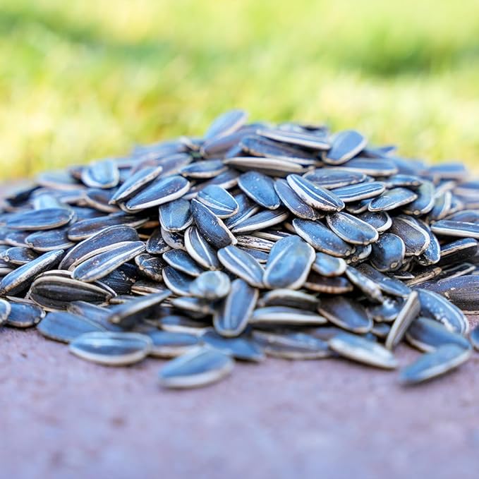 Desert Valley Striped Sunflower Seed, All Natural, Non-GMO Premium Wild Bird and Wildlife Food for Cardinals, Jays, Grosbeaks, Squirrels and More (10 Pounds)
