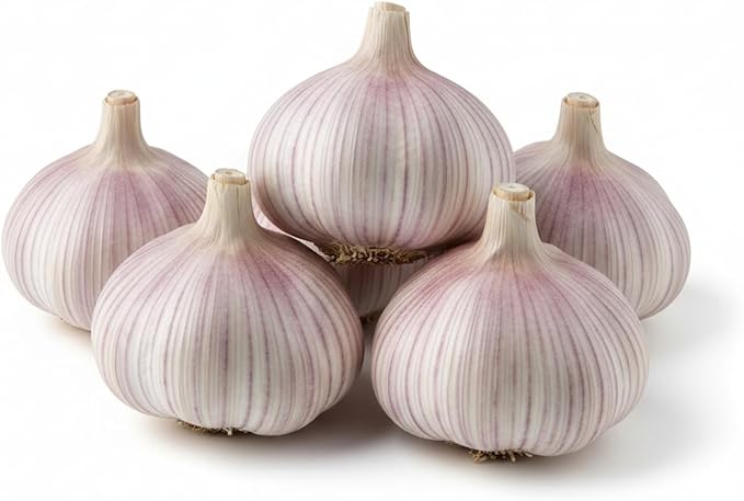 5 Pack Chesnok Red Garlic Bulbs for Planting Large Hardneck Garlic Cloves Garlic Seeds for Planting Cold Climate Ready Garlic Bulbs for Planting Home Garden Raised Beds Fall or Spring