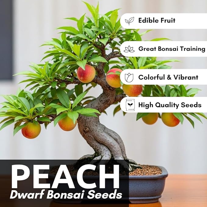 Bonsai Peach Tree Seeds – 5 Large Seeds for Miniature Fruit-Bearing Trees – Easy to Grow, Hardy, Produces Sweet Peaches - Great for Beginner Bonsai - Ideal for Home Garden