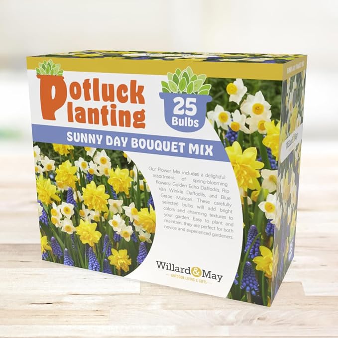 All-in-One Flower Garden Kit - 25 Flower Bulbs Per Box - Potluck Planting Sunny Day Bouquet Mix - Daffodil and Muscari Mix - Fragrant - Naturalizing - Live Outdoor Garden - Easy to Plant Flowers