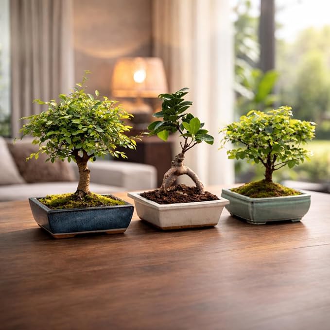 Avergo Bonsai Tree Kit – 4X Unique Japanese Bonzai Trees | Complete Indoor Starter Kit for Growing Bonsai Plants with Tools & Planters – Gardening Gifts for Women & Men