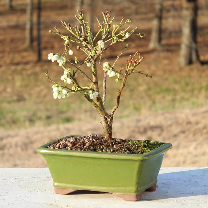 Brussel's Bonsai Live Dwarf Blueberry Bonsai Tree - Small, 4 Years, 6 to 8 Inches Tall - Outdoor Live Bonsai Tree with Ceramic Bonsai Pot