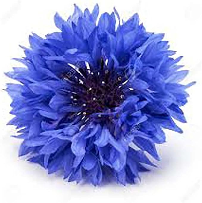 All Blue Flowers Mixed