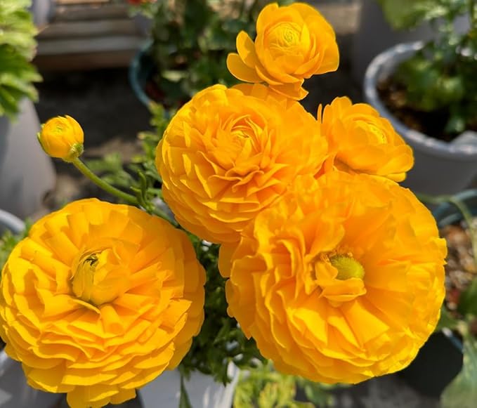 10pcs Peony Ranunculus Bulbs Mixed Corms Flower Bulb Garden Blooms Planting (Yellow)