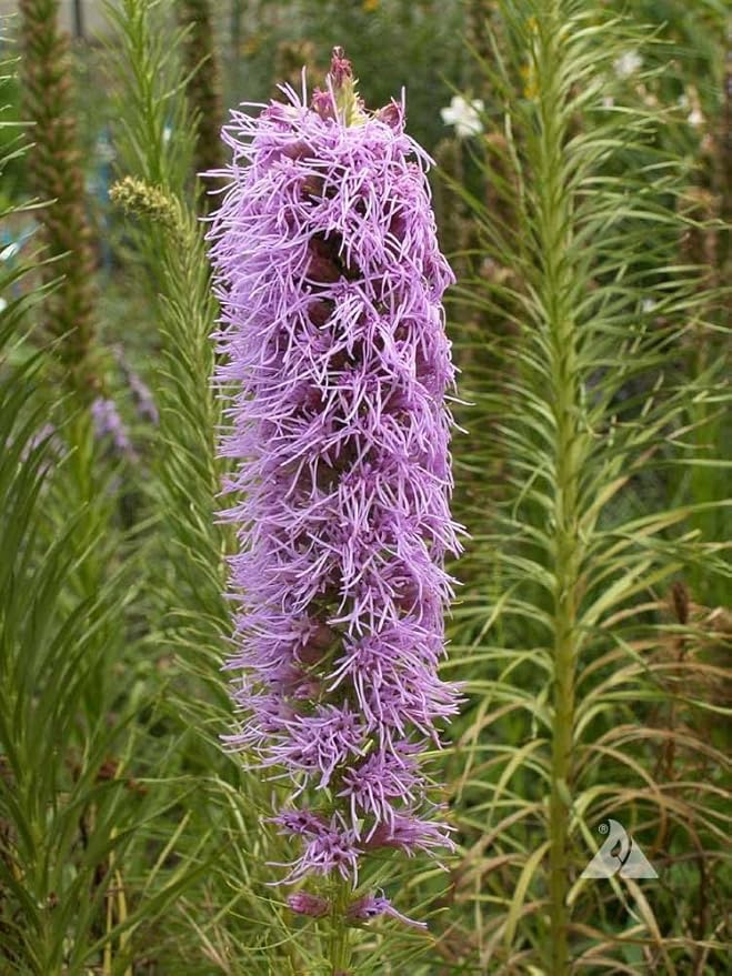 Gayfeather Seeds - Liatris Seeds, 500 Seeds, Blazing Star Plant, Vibrant Perennial Liatris, Ideal for Garden Beds & Borders, Easy to Grow, Stunning Vertical Flowers, Perfect for Landscapes