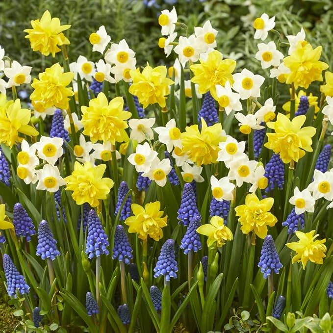 All-in-One Flower Garden Kit - 25 Flower Bulbs Per Box - Potluck Planting Sunny Day Bouquet Mix - Daffodil and Muscari Mix - Fragrant - Naturalizing - Live Outdoor Garden - Easy to Plant Flowers