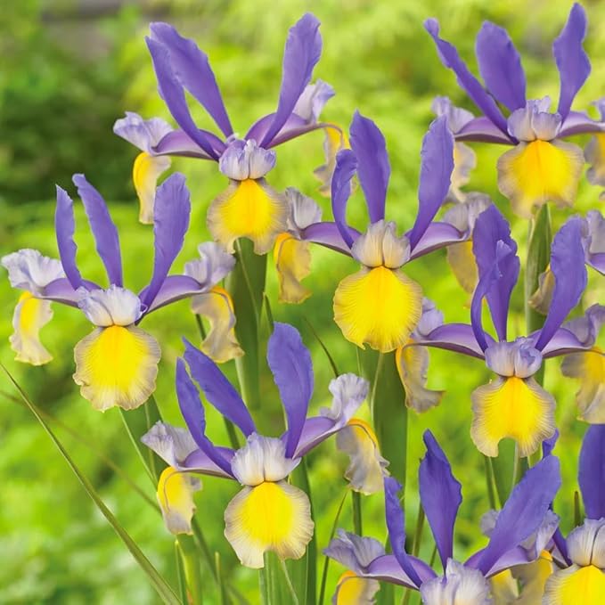 Votaniki Montecito & Miss Saigon Iris Mix Bulbs - Perennial Dutch Iris, Fragrant Blooms | Spring Flowering 30x Montecito and 30x Miss Saigon Iris Bulbs - Easy to Grow (60 Pack)