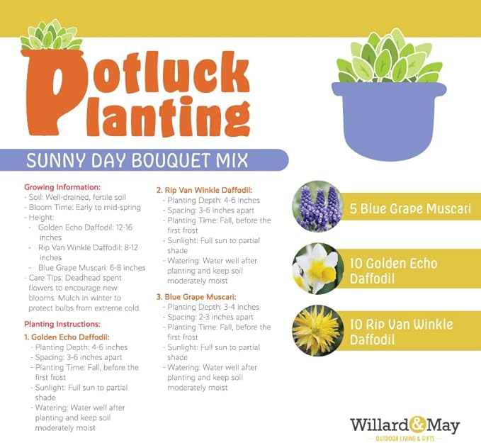 All-in-One Flower Garden Kit - 25 Flower Bulbs Per Box - Potluck Planting Sunny Day Bouquet Mix - Daffodil and Muscari Mix - Fragrant - Naturalizing - Live Outdoor Garden - Easy to Plant Flowers
