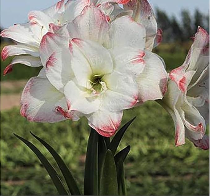 Amadeus Amaryllis Picotee – 28-30 cm Bulb – Elegant White Amaryllis with Picotee Edges – Ideal for Indoor & Outdoor Planting – Stunning Seasonal Blooms