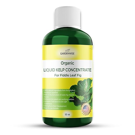 GARDENWISE Fiddle Leaf Fig Plant Food – Liquid Seaweed Kelp Fertilizer for Plants – Made in USA (32 OZ)