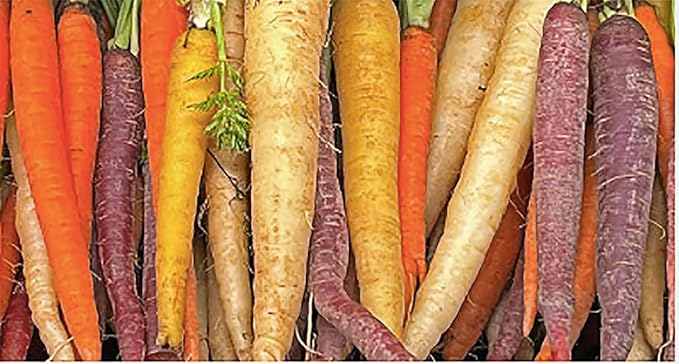 Baby Carrot Seeds - Little Finger Carrots - A Delicacy - 900 Seeds