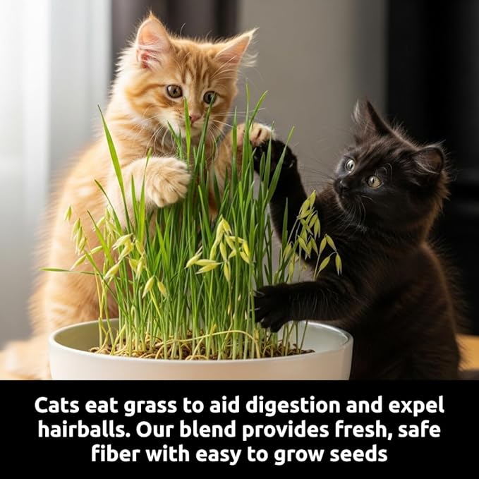 Cat Grass Seeds for Growing | 4 Way Blend, Rye, Wheat, Oats and Barley | (1/2 Pounds)