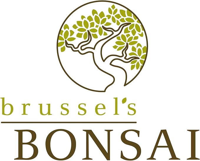 Brussel's Live Fukien Tea Indoor Bonsai Tree Complete Gift Set - 6 Years Old; 6" to 8" Tall with Decorative Container, Humidity Tray, Deco Rock, Bonsai Pro Fertilizer & Book