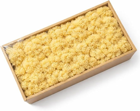 Cigarlemon Preserved Reindeer Moss, 17.64oz Natural Decorative for Home Decor, DIY Crafts, Moss Wall Art, Terrariums, Floral Arrangements, Wedding & Holiday Decorations (Pale Yellow)