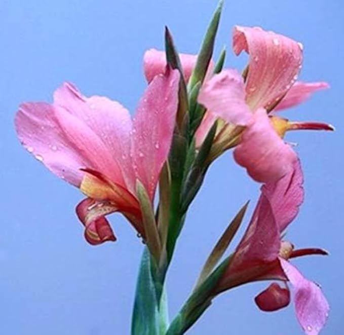 20 Canna Lily Seeds Mixed Flower Perennial Bonsai Rare Accent Plant Seeds Heirloom Canna Indica