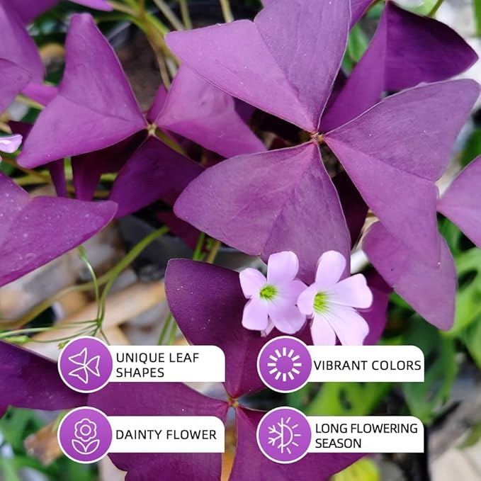 Purple Shamrock Bulbs 12 Pcs Good Luck Purple Oxalis Bulbs for Planting Indoor and Outdoor Oxalis Triangularis Shamrock Plants for Fall Planting