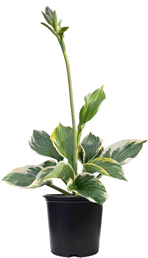 Hosta 'Patriot' (Hosta) Perennial, 1 - Size Container