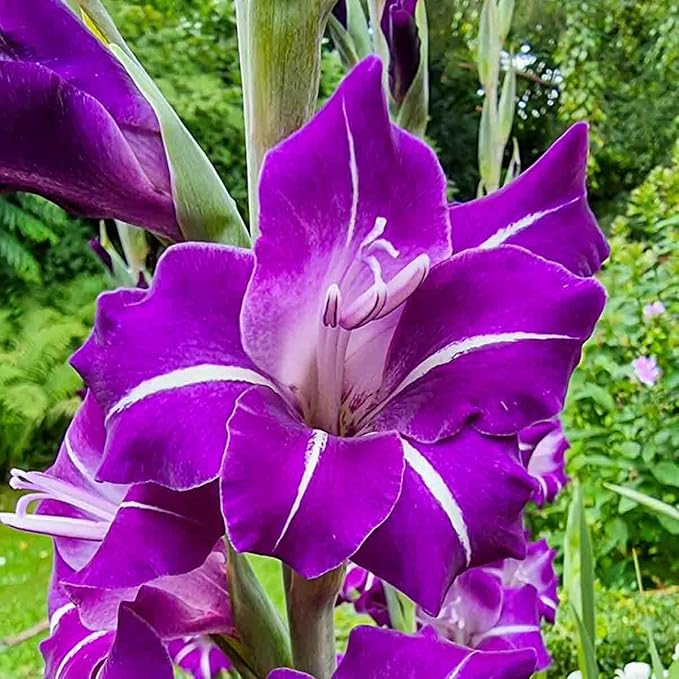 Direct Gardening - Hallowy Gladiolus Bulbs, Purple to Blue Summer Flowering Dormant Bulbs, 10 per Offer