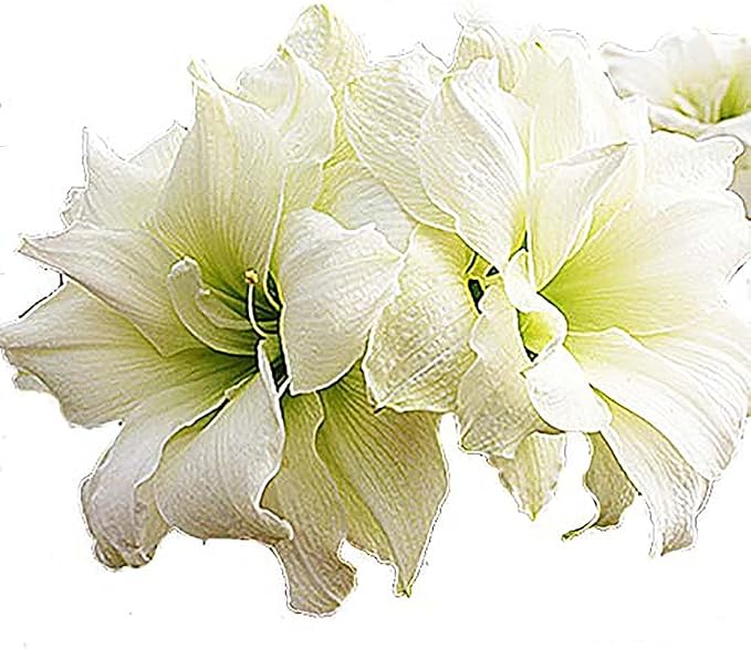 Alfresco White Amaryllis Bulb – Large Bulb for Planting, 4-8 Very Large Blooms, 16–24" Tall – Elegant Indoor & Outdoor Plant – Ideal for Seasonal Decor – Low-Maintenance Amaryllis Bulb (Not in Wax)