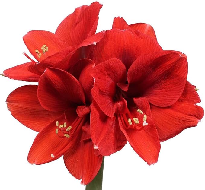 Marde Ross & Company Ferrari Amaryllis – Large Red Bare Root Bulb – 28-30 cm – 1-2 Stems with Up to 8 Flowers – Ideal for Indoor & Outdoor Planting – Stunning Floral Display