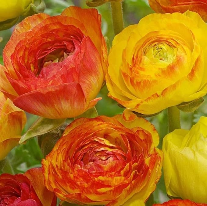 50PCS Mixed Color Ranunculus Bulbs Double Buttercups Spring Rose Bulb Wedding Flower Bulbs