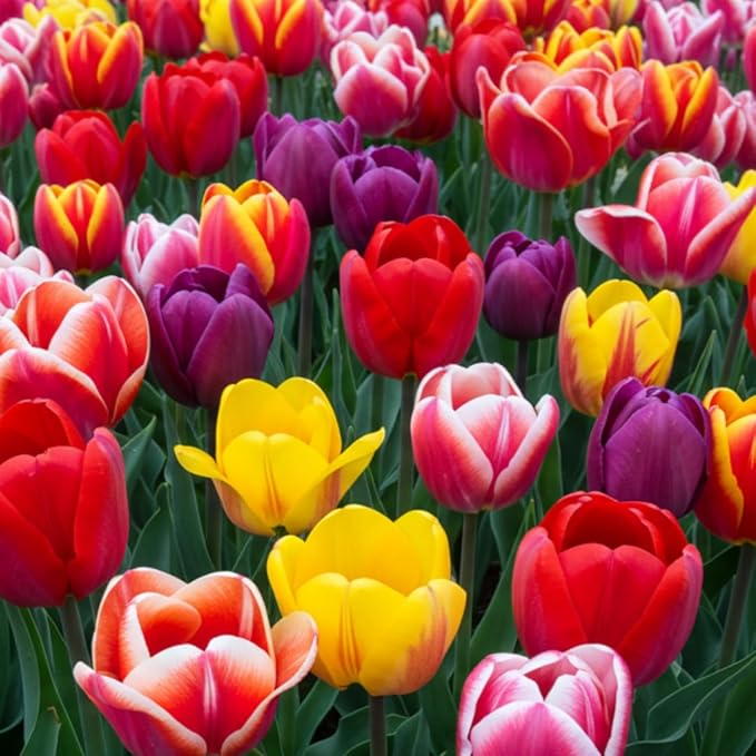 5pcs Tulip Bulbs Mixed Tulips Varieties Collection Tulips Bulbs for Gardens Spring Flowering Bulbs Ready to Plant Flower Bulbs Add a Pop of Vibrant Color to Your Garden with Beautiful Tulip Bulbs