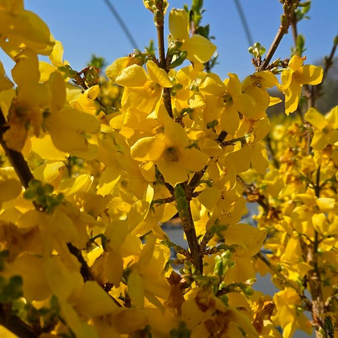 Green Promise Farms FORSYTHIA `Show Off` Shrub, 2-Size Container, Yellow Flowers