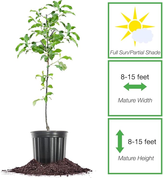 Perfect Plants Granny Smith Apple Tree 4-5ft Tall | Live Fruit Trees for Outdoor Planting | Fresh Apples for Eating, Canning, & Dehydrating | Sweet & Tasty Green Fruits Ripen in Fall
