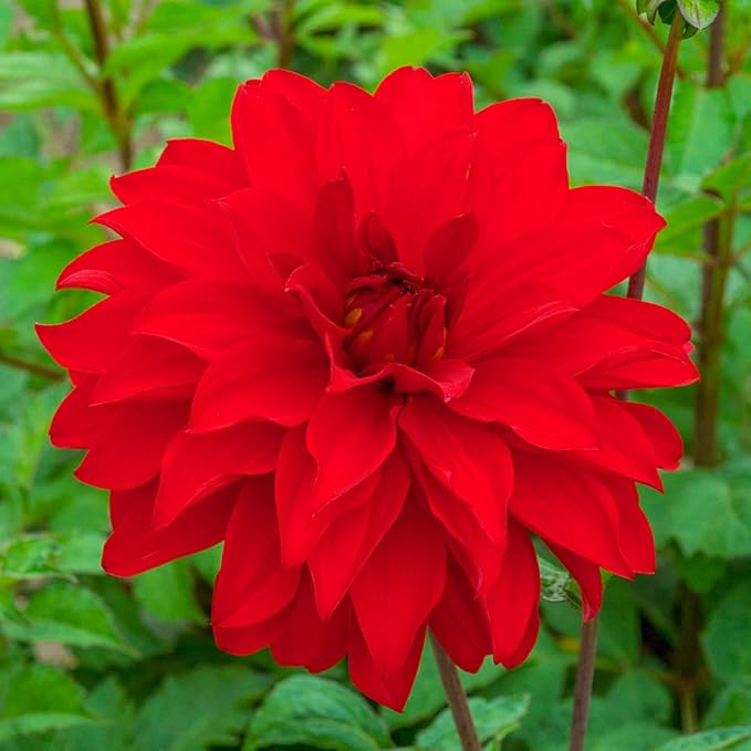 Direct Gardening - Summer Flowering Multi-Colored Dinnerplate Dahlia Mixture - 5 Dormant Bare Root Tubers per Offer