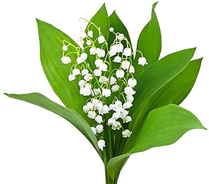20 Large, Plump Lily of The Valley Bare Root Plant Pips Fresh from Holland - Blooms in May