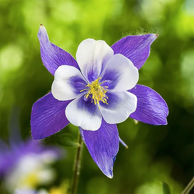 Blue Columbine Seeds - Colorado's State Flower - Approximately 2800 Seeds