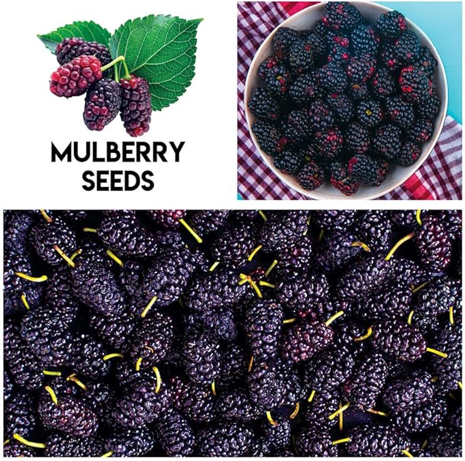 Fruit Garden Seeds Kit for Growing - Elderberry, Blueberry, Red Strawberry, White Strawberry, Raspberry, Mulberry. 100 Seeds of Each Fruit - Packaged Individually