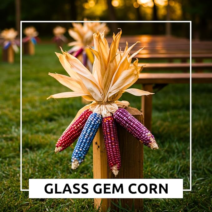 100 Glass Gem Indian Corn Seeds for Planting - Vibrant Translucent Kernels - Grown in Iowa - A Must Have!