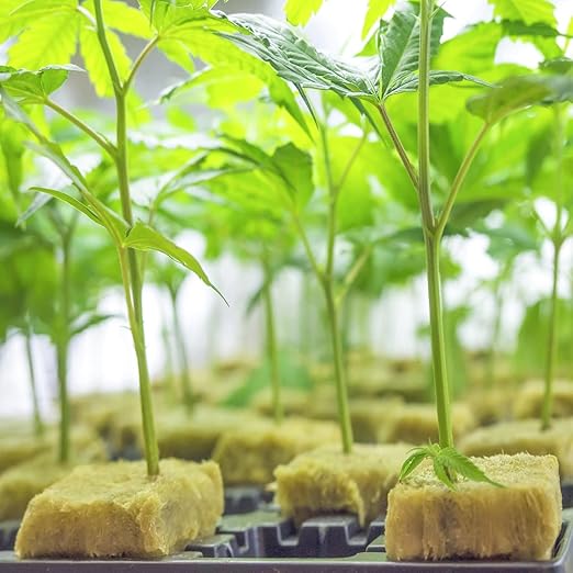 Halatool 1.5 Inch Rockwool Cubes Garden Rock Wool Grow Cubes Starter Plugs for Hydroponics Soilless Cultivation Seedlings Cuttings Clone Plants Germination Start (2 Sheets, 98 Plugs in Total)
