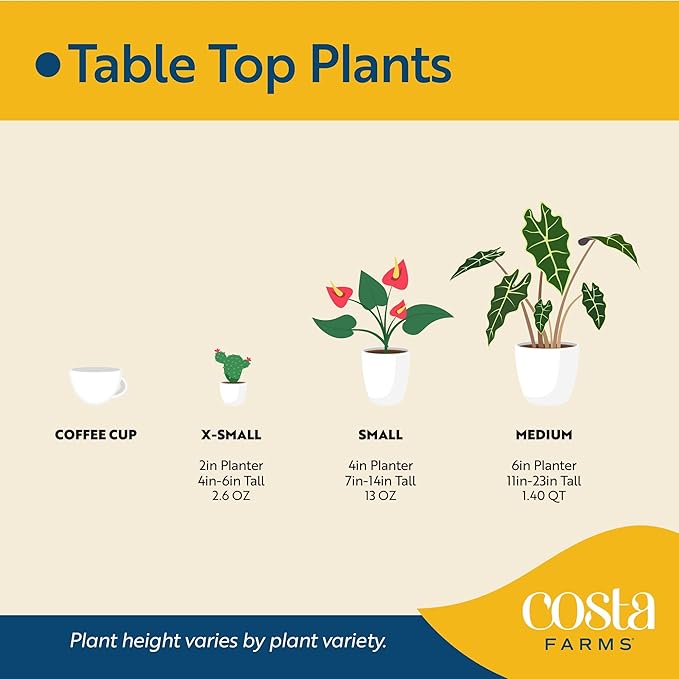 Costa Farms Live Mandevilla Outdoor Plants (4-Pack), Pink Flowering Vines in 1.5 Pint Pots, Tropical Perennial for Patio, Trellis & Balcony Decor, Pollinator Friendly, 12-14 Inches Tall