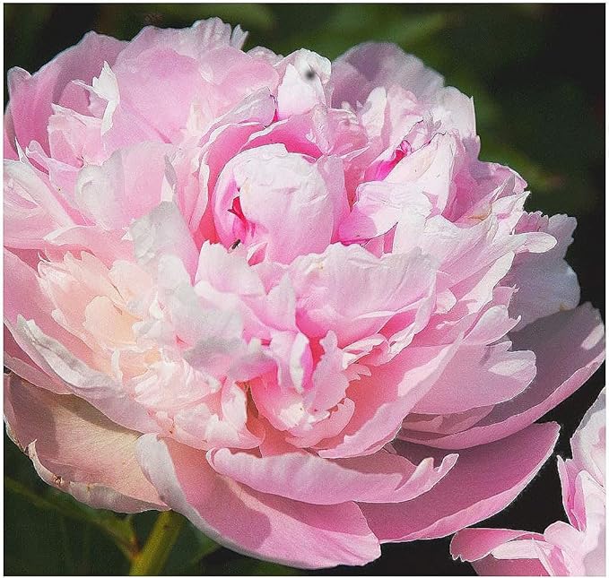 James Mann Double Pink Peony Bare Root 3-5 Eyes - Premium Peony Bulbs for Spring Planting 2024, Live Peonies Plants Ready to Plant - Ideal for Fernleaf Peony Gardens, Peony Trees, and Peony Bushes