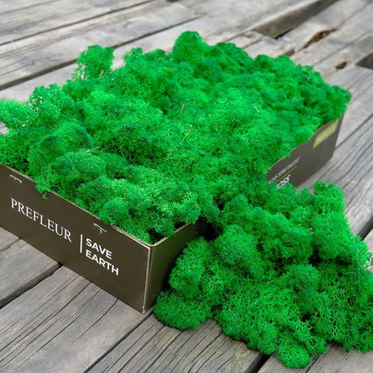 Preserved Reindeer Moss Natural Green DIY Kit Gardenning Art Wall Decor Florist Decor Easter Table Decor Wedding